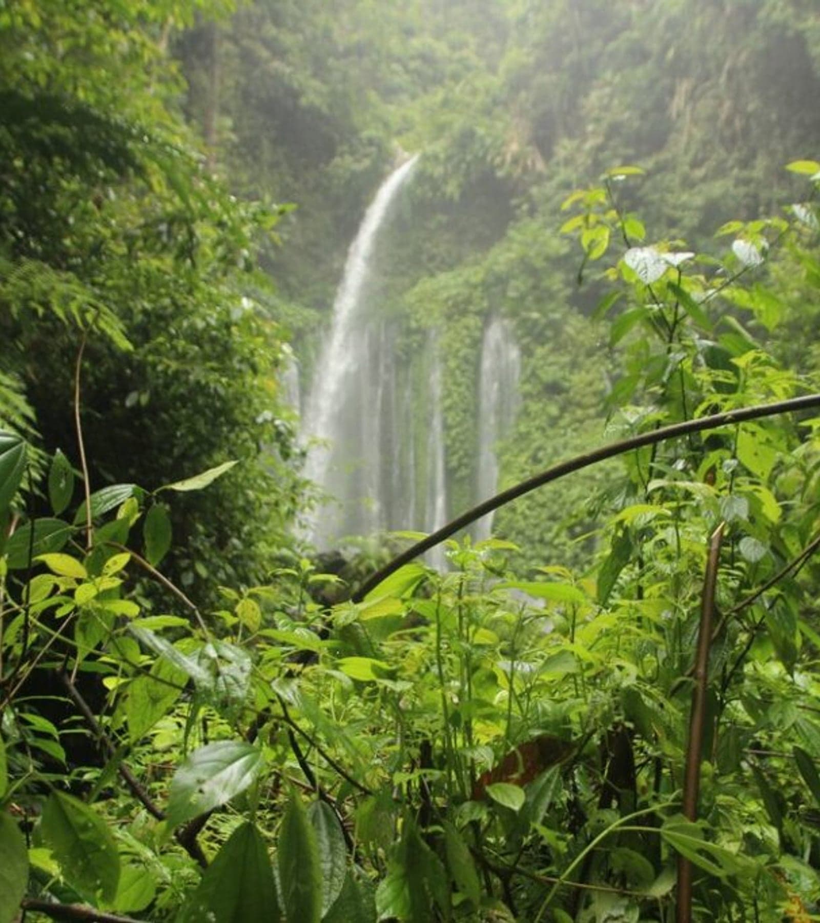 Green season in Costa Rica, lush jungle waterfall, electric-green jungle