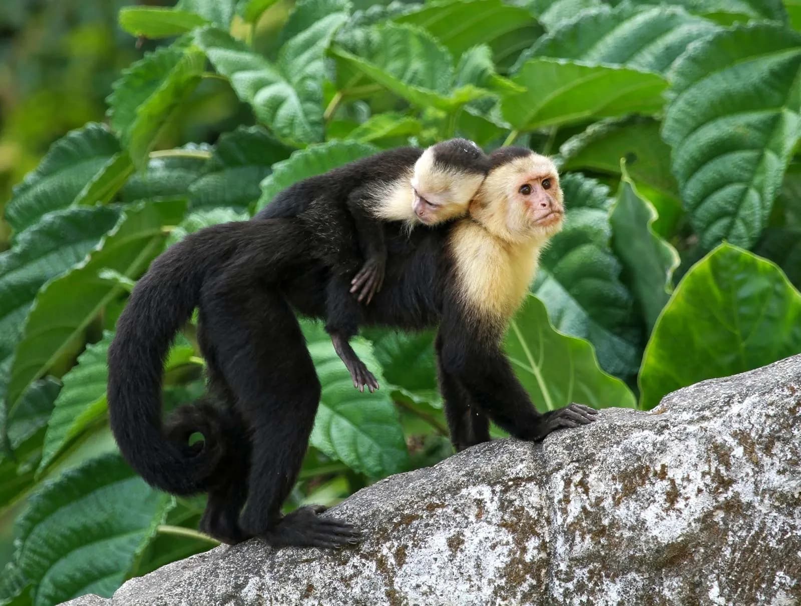 Baby capuchin monkey peering through the jungle canopy above Casa Calyx
