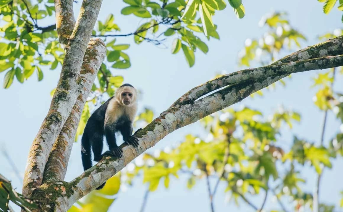 Capuchin monkey in the treetops above Casa Calyx